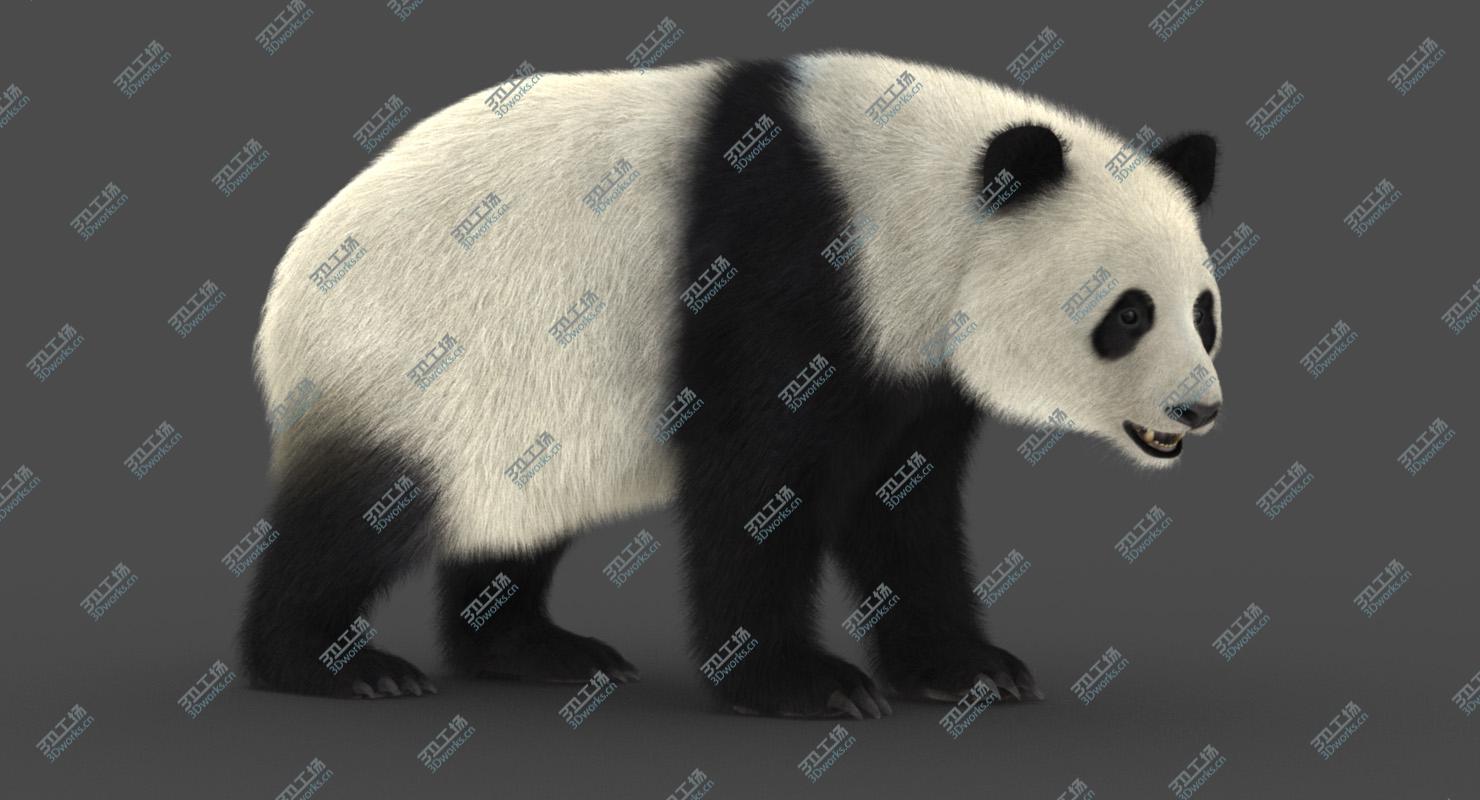 images/goods_img/20210114/Giant Panda (2) (Rig) (Fur) 3D model/2.jpg